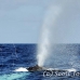 whale_humpback_h_00088_dom2123.jpg